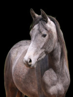 Vente de cheval : BADRYA AL RIUS